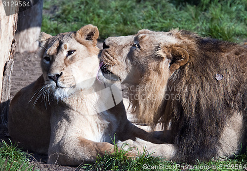 Image of Lions