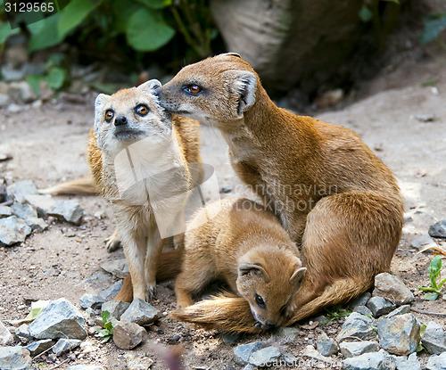 Image of Mongoose