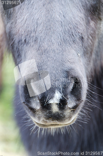 Image of Horse nose