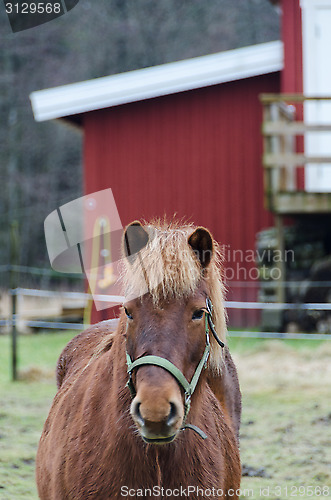 Image of One horse