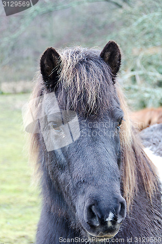 Image of One horse