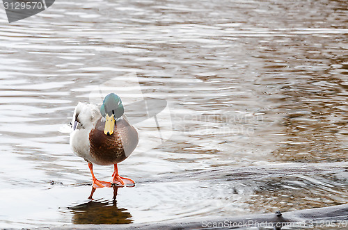 Image of beutiful mallard