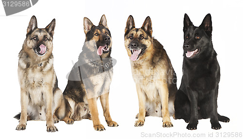 Image of four German Shepherds