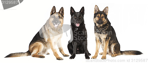 Image of three German Shepherds