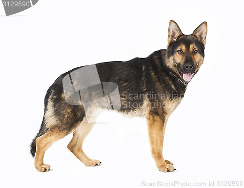 Image of standing German Shepherd dog