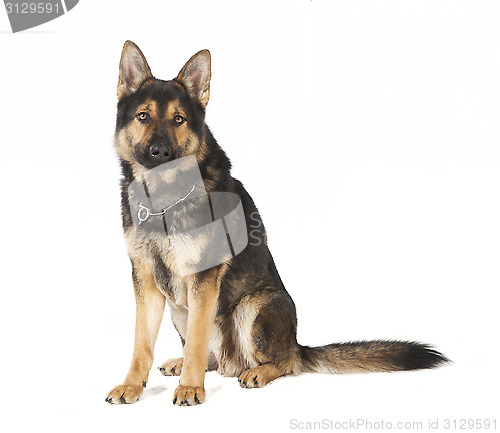 Image of old German Shepherd dog sitting