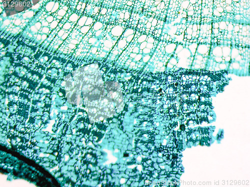 Image of Tilia stem micrograph