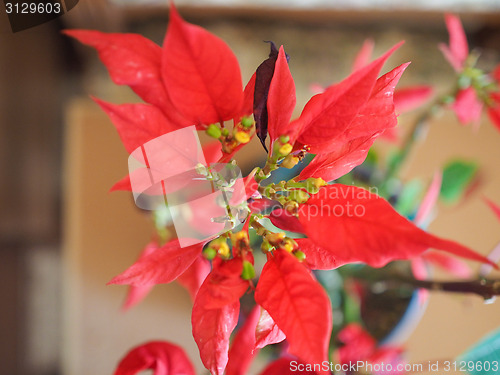 Image of Poinsettia Christmas star