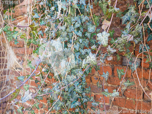 Image of Ivy leaves background