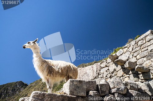 Image of llama standing in Macchu picchu ruins