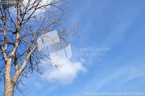 Image of Tree with no leave 