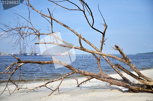Image of A fallen and decaying tree laying on the beach 