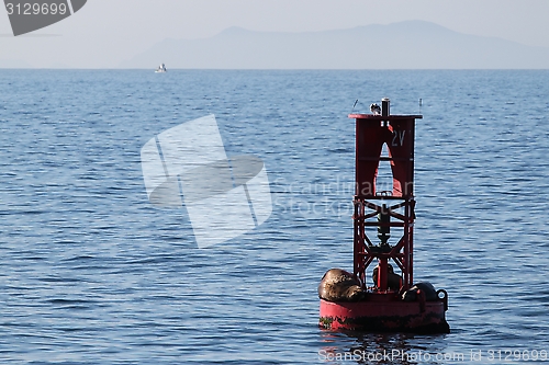 Image of Buoy Sea Lions