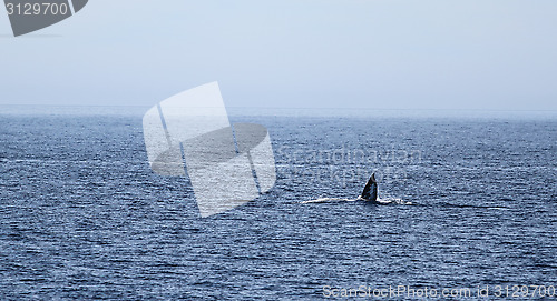 Image of Gray Whale