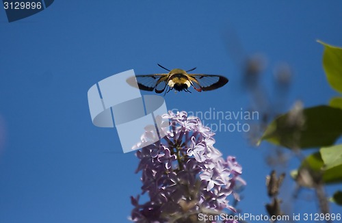 Image of broad-bordered bee hawk-moth