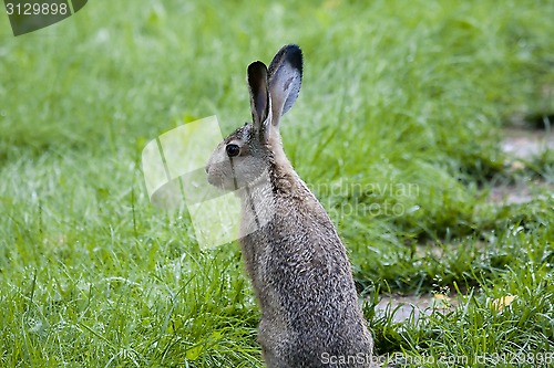 Image of hare