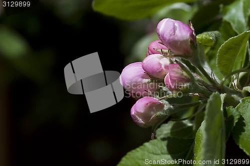 Image of appelblossom