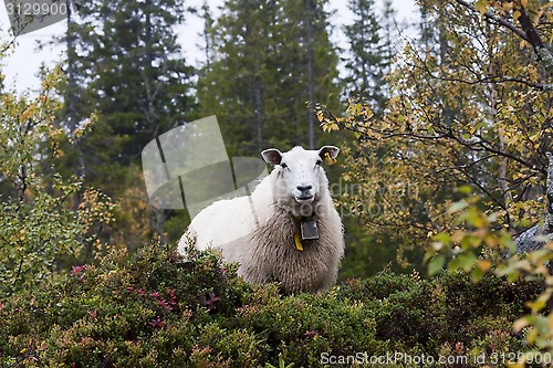 Image of forest sheep