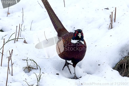 Image of pheasant