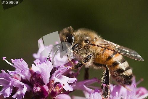 Image of honeybee