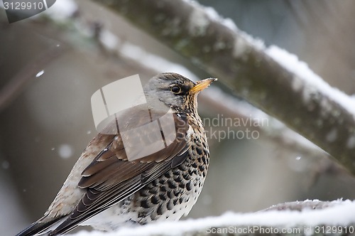 Image of fieldfare