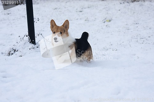 Image of running in snow