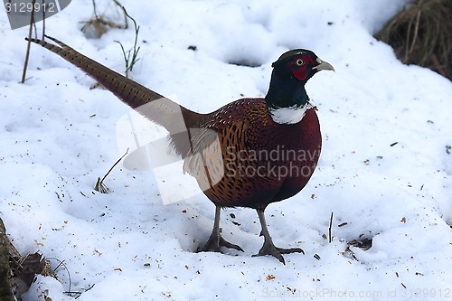 Image of pheasant