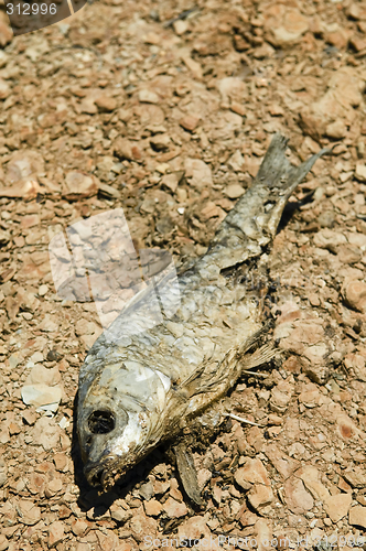 Image of Dead fish