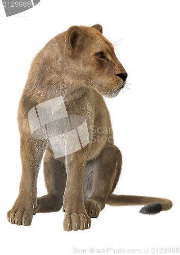 Image of Lioness