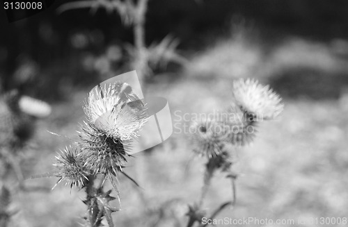 Image of Bumblebee on Scottish emblem, the thistle