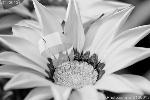 Image of Gazania flower with bright petals