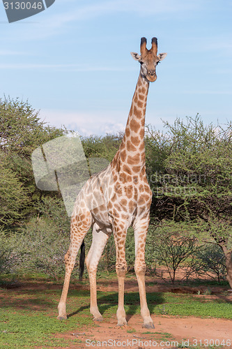 Image of Giraffe in the wild