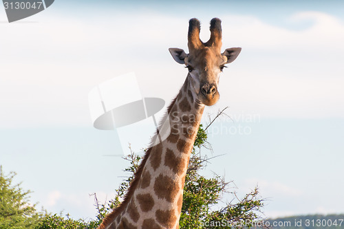 Image of Giraffe in the wild