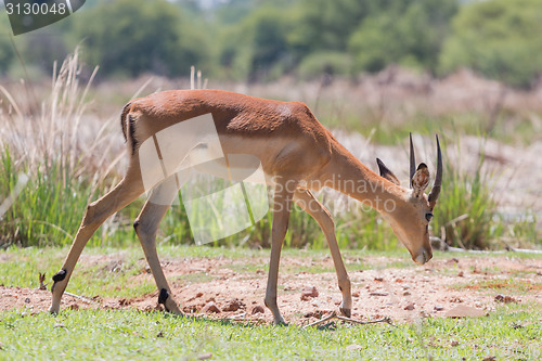 Image of Impala