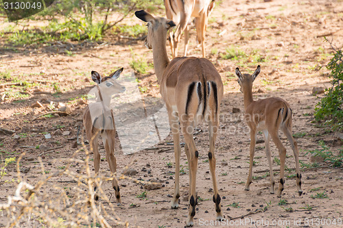 Image of Impala family