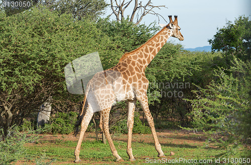 Image of Giraffe in the wild