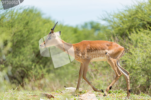 Image of Impala