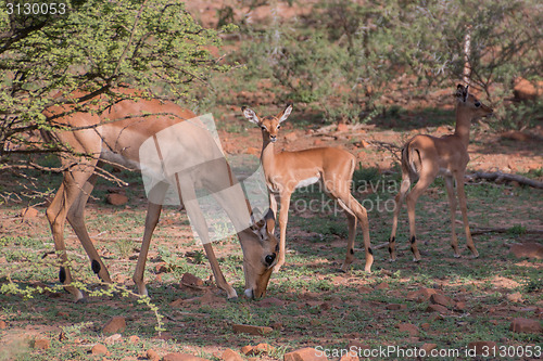 Image of Impala family