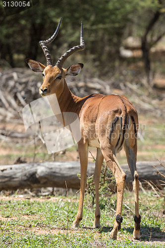 Image of Impala