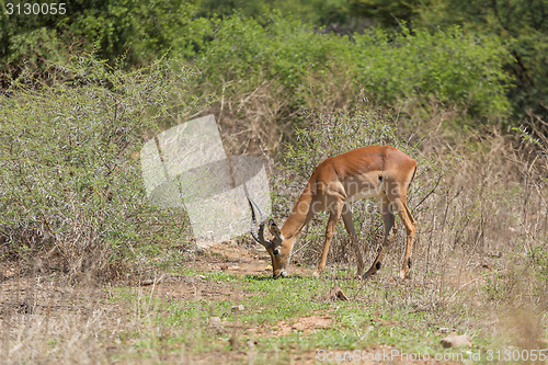 Image of Impala