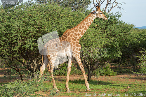 Image of Giraffe in the wild