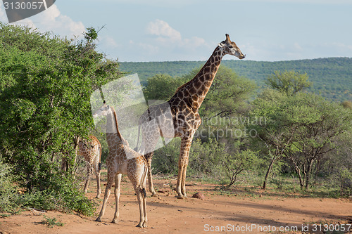 Image of Giraffe Family