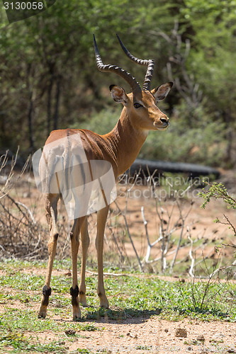 Image of Impala