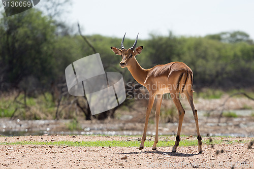 Image of Impala