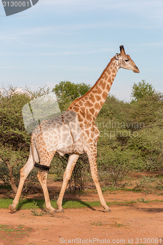 Image of Giraffe in the wild