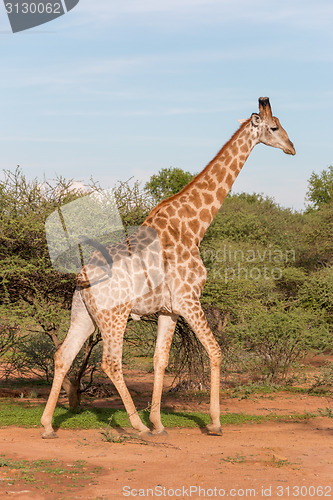 Image of Giraffe in the wild