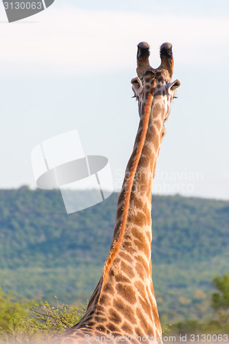 Image of Giraffe in the wild