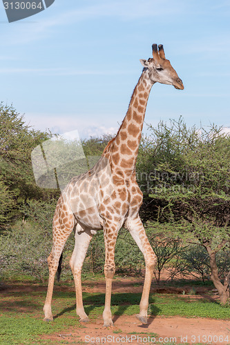 Image of Giraffe in the wild