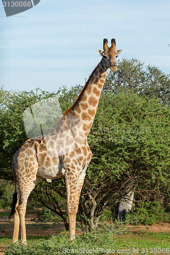 Image of Giraffe in the wild