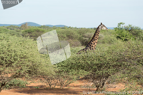 Image of Giraffe in the wild